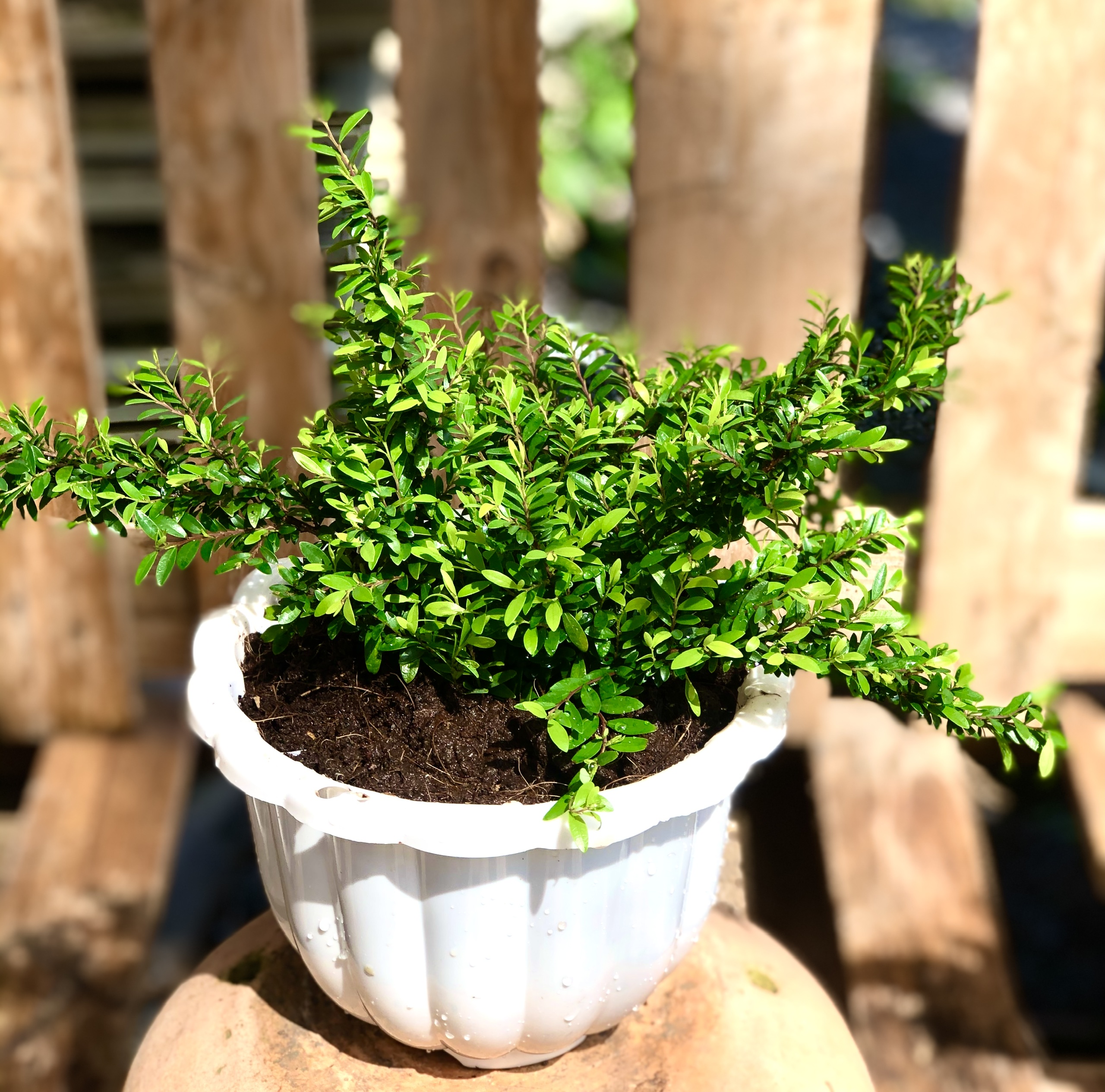 Chậu cây Sơn Liễu lá dài