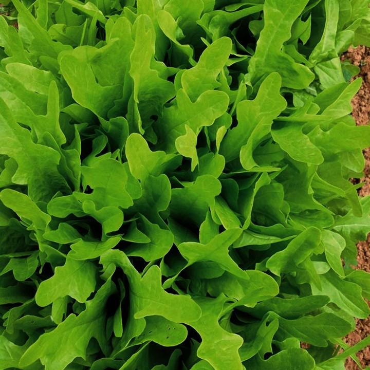 Hạt Giống Xà Lách Sồi Xanh Oakleaf - 4Gr
