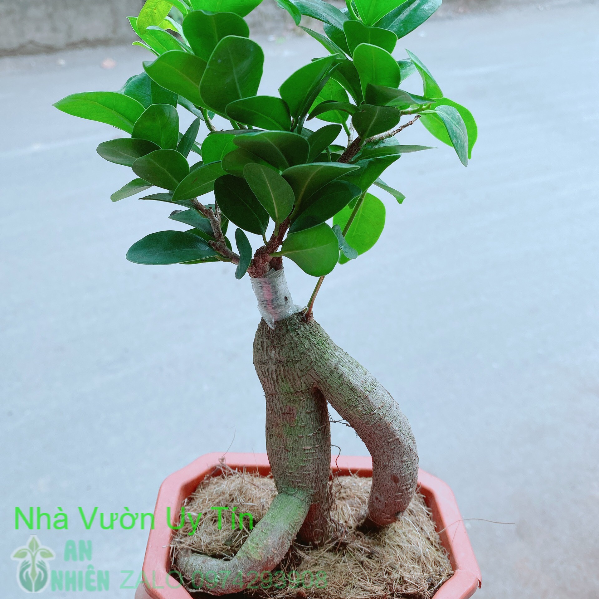 [HCM]Chậu cây si bonsai