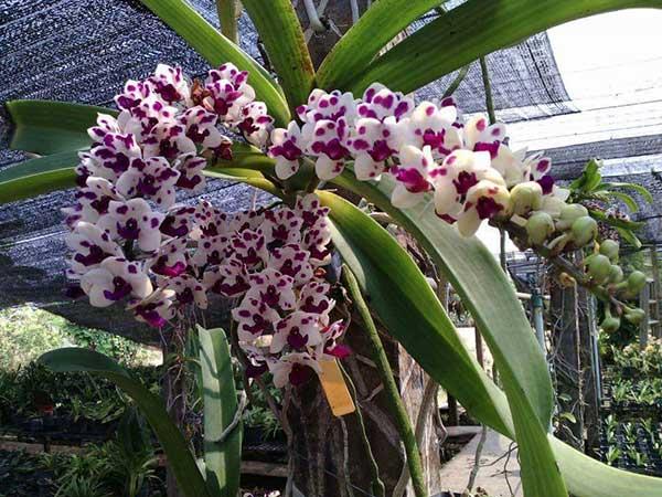phân trùn quế đặng gia trang túi 2kg
