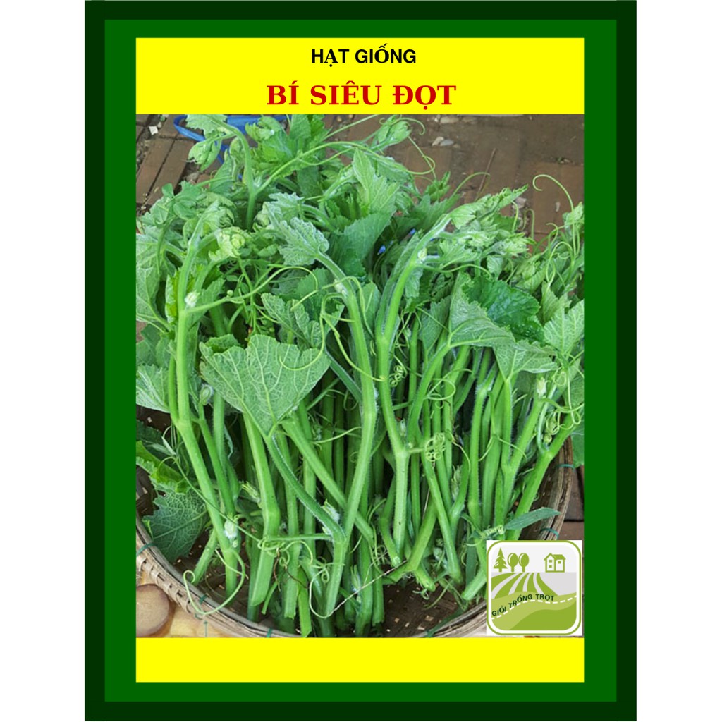 10Gram Hạt Giống Bí Siêu Đọt