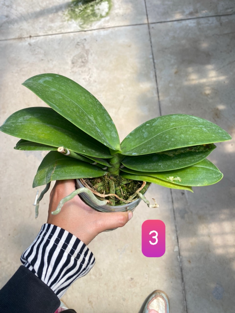 Hồ điệp cây trưởng thành sắp hoa