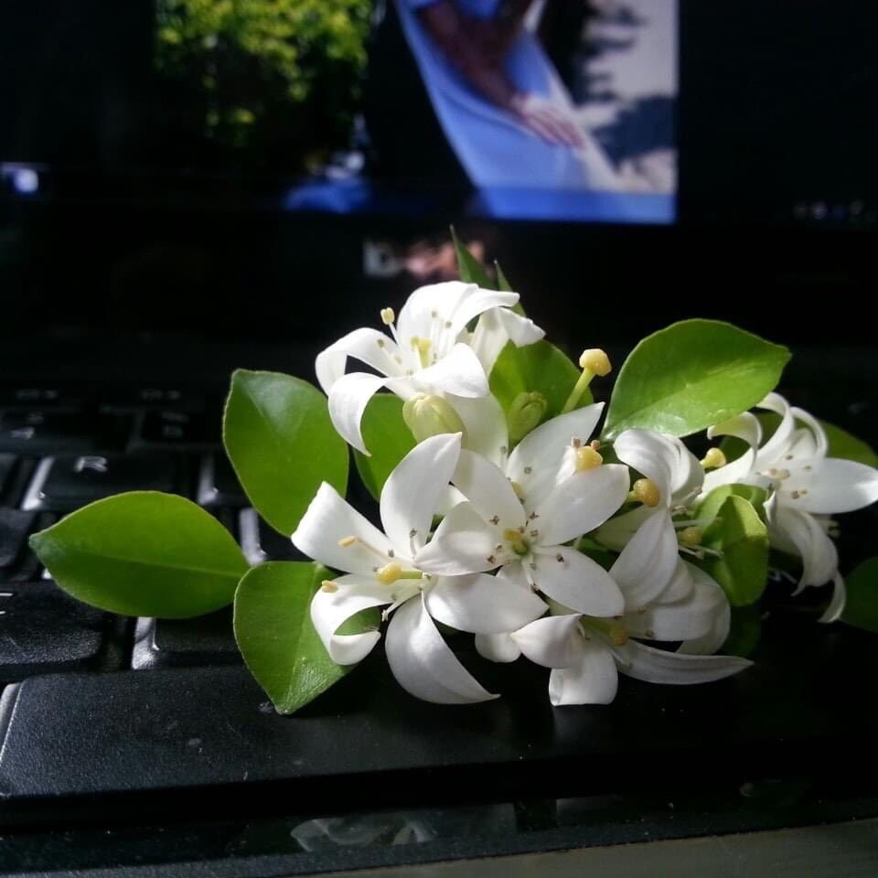 Cây hoa Nguyệt Quế ( Cây giống)