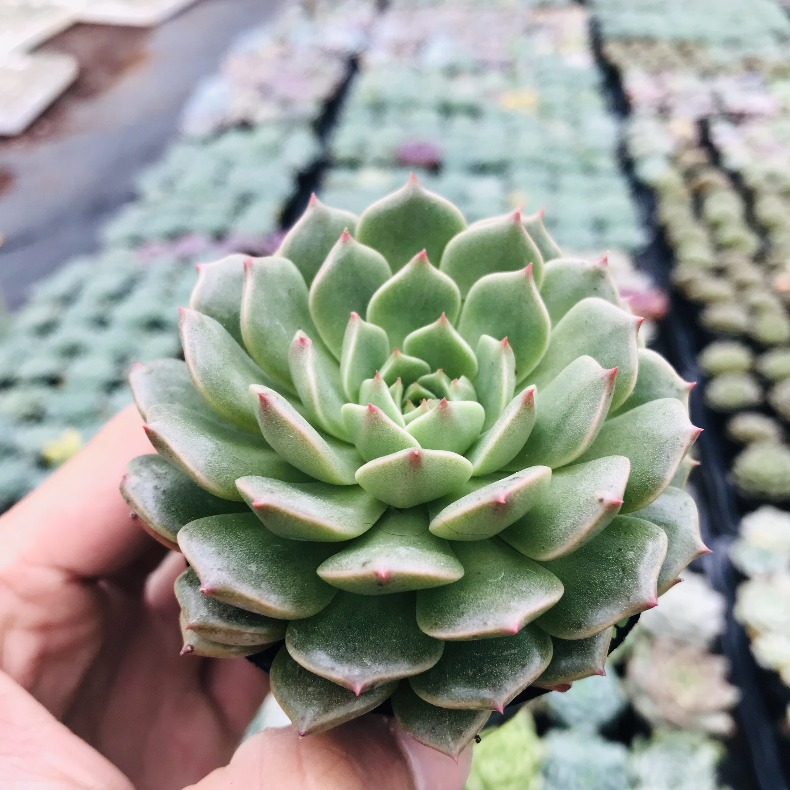 SEN ĐÁ RUBY LÁ NGẮN SIZE BÉ SIÊU KHỎE ĐẸP LỖI 1 ĐỔI 1