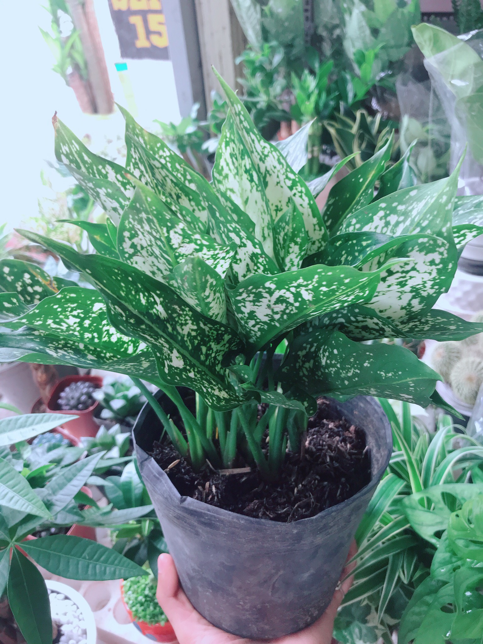 Cây Ngọc Ngân Chậu Nhựa
