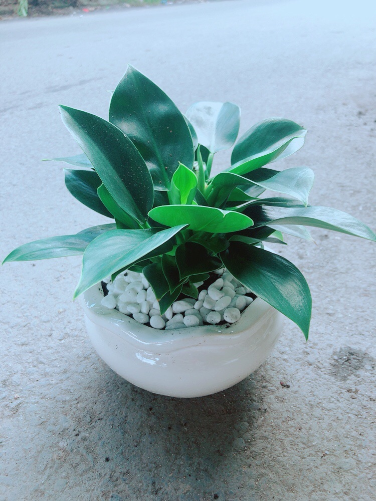[HCM]Chậu Cây Trầu Bà Đế Vương