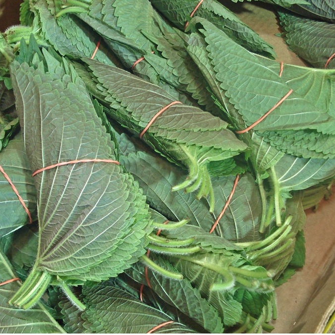 HẠT GIỐNG LÁ MÈ HÀN QUỐC