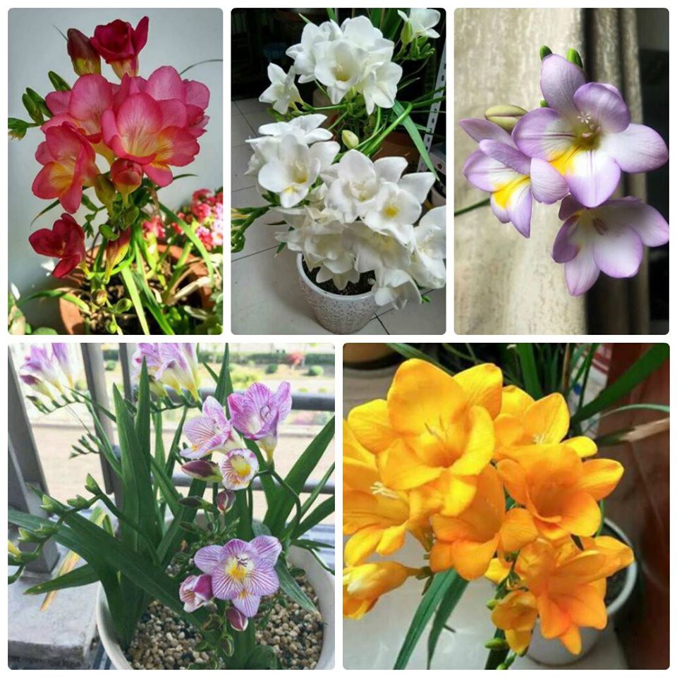 củ LAN NAM PHI THƠM CÁNH KÉP-CỦ GIỐNG
