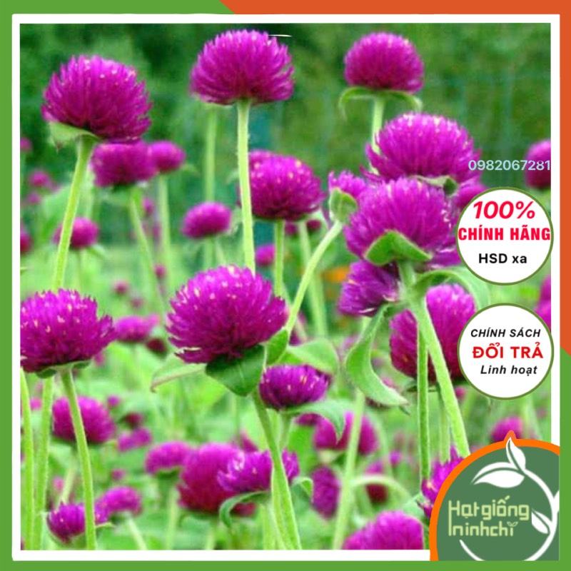 Hạt giống hoa Cúc Bách Nhật mix nhiều mầu, gói 50 hạt, ra hoa quanh năm, dễ trồng, cây phát triển tốt.