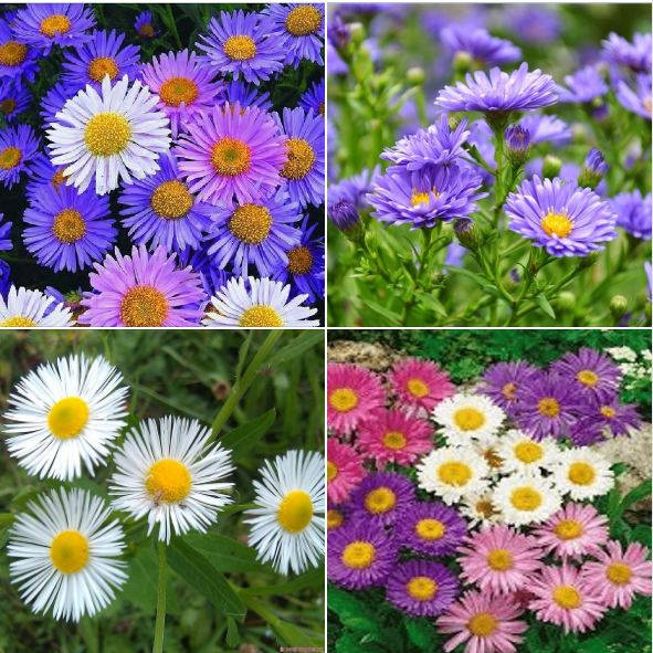 Hạt giống hoa cúc thạch thảo mix màu-  50 hạt.gói