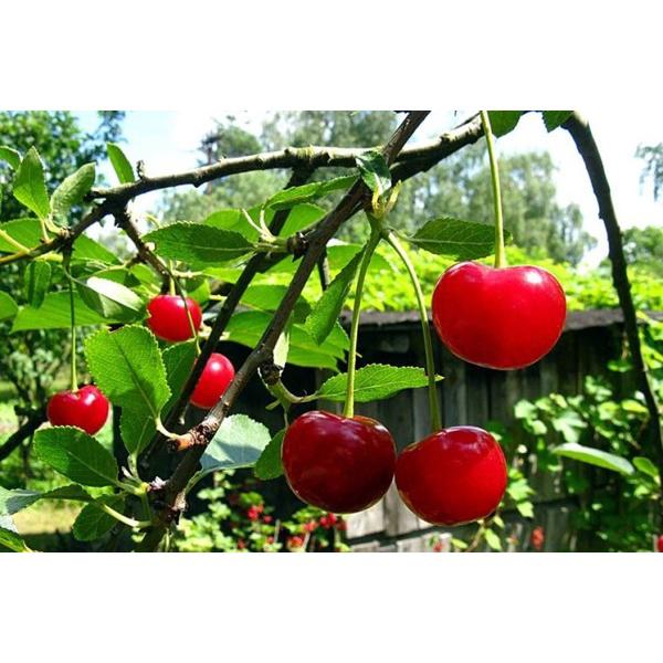 10H - #Hạt_Giống_Quả_Cherry (Tặng kèm kích mầm phân bón)