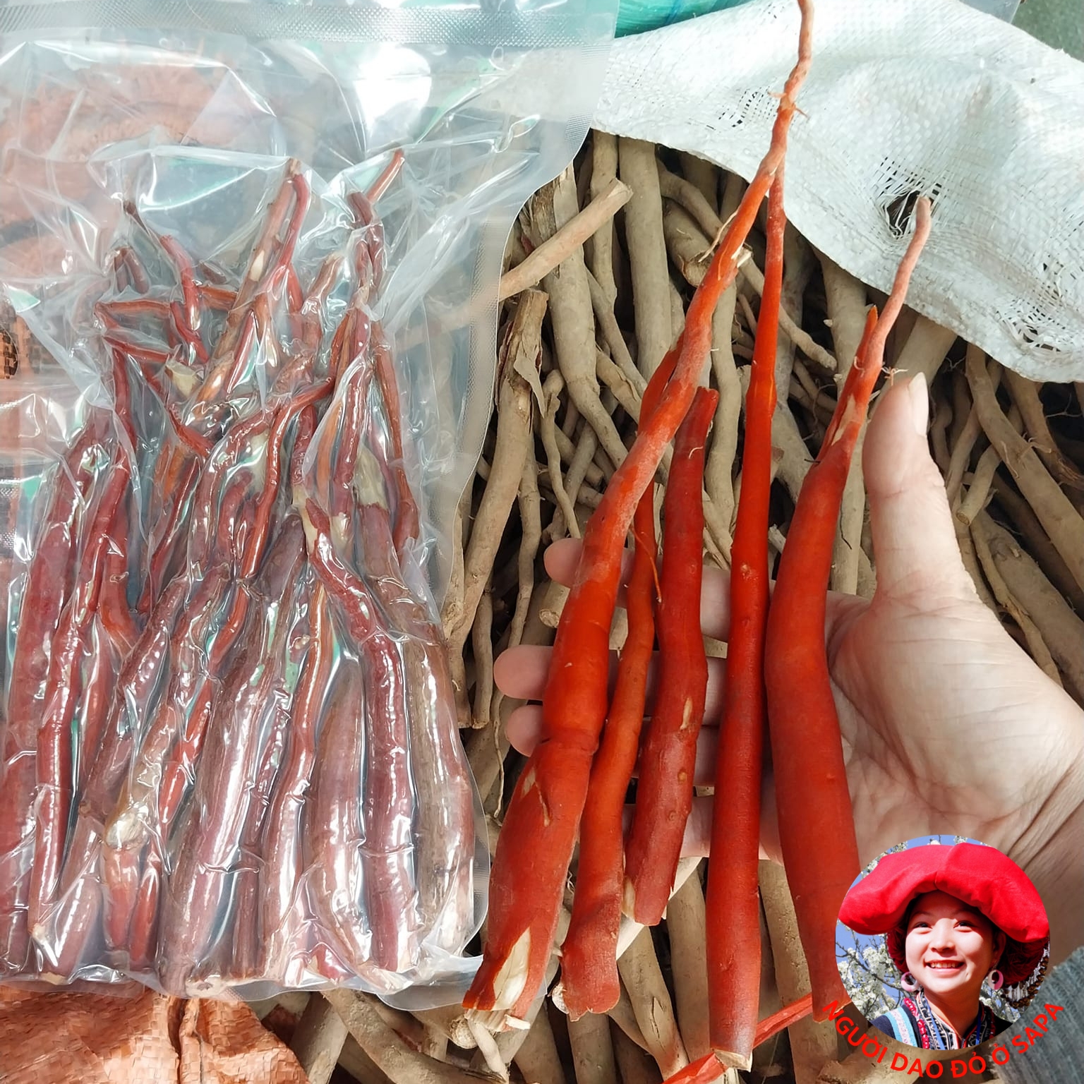Sâm cau đỏ rừng tươi ngâm rượu loại 1 1kg, đã làm sạch, hút chân không, khai thác rừng sâu Tây Bắc giúp tăng cường sinh lý nam