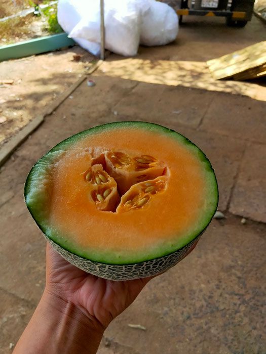 Dưa lưới T-One