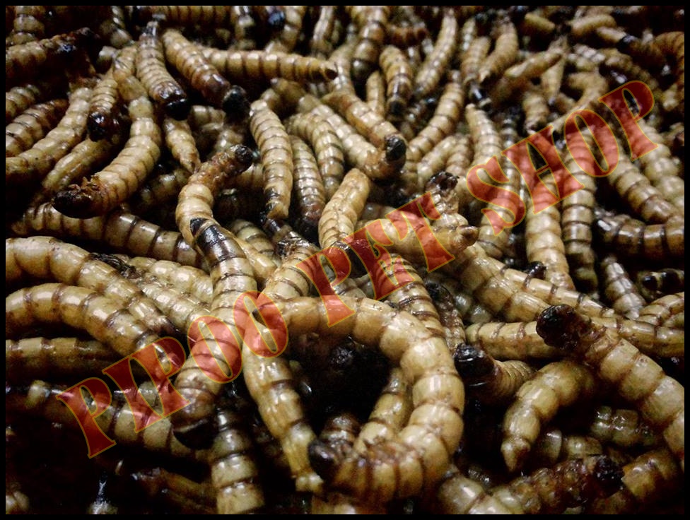 Sâu superworm rang bơ