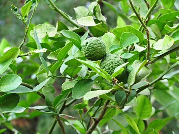 Cây Chanh Trúc ( Chanh Lá Số 8) - Chậu Rau Gia Vị