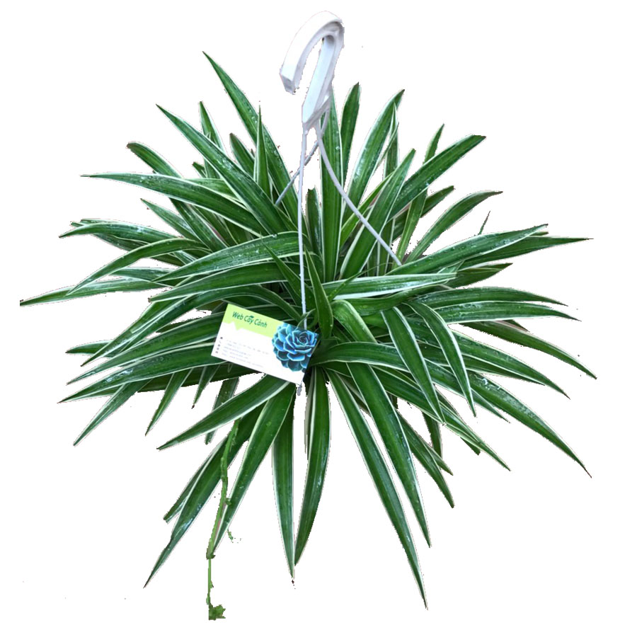 Cỏ Lan Chi - Cây cảnh mini