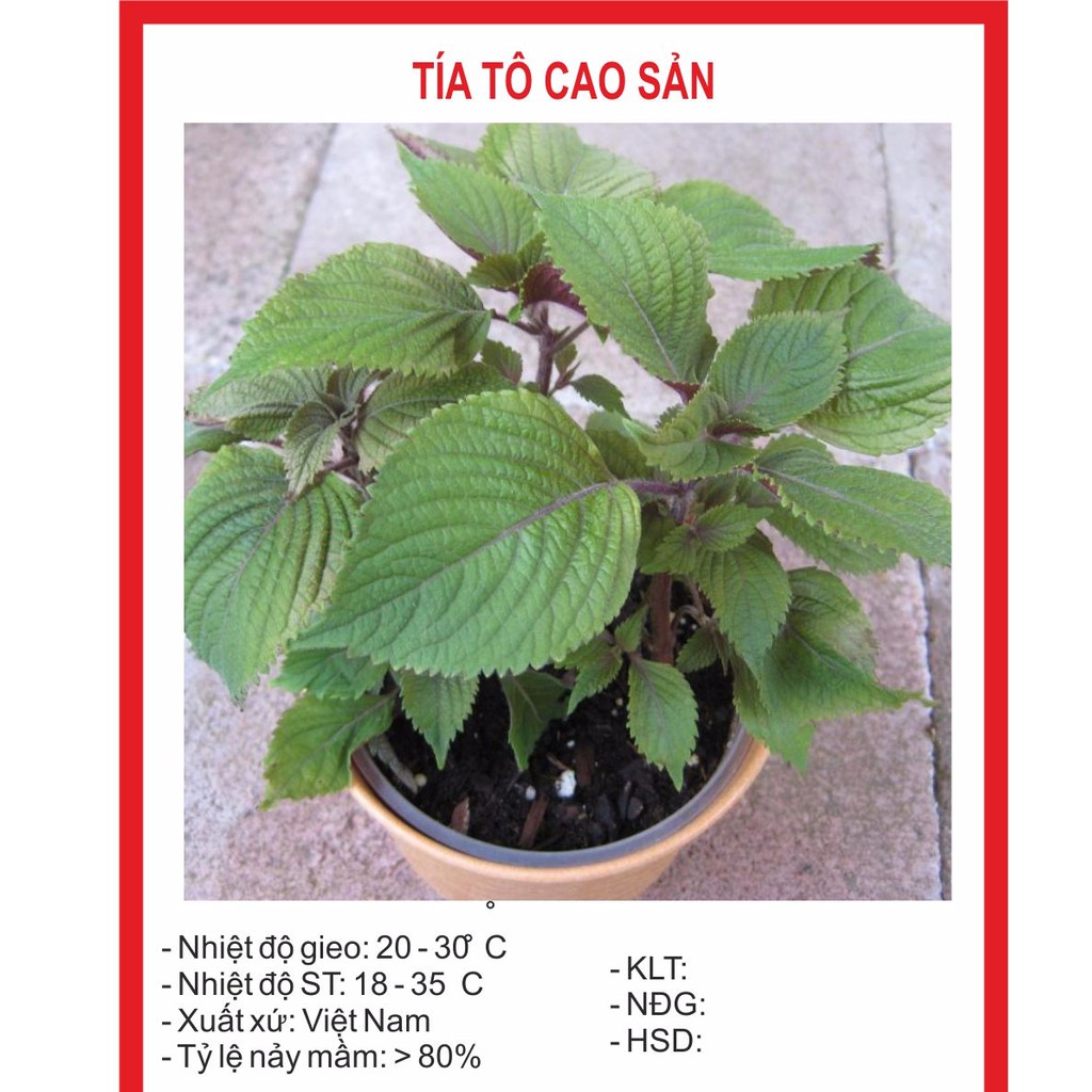Hạt Giống Tía Tô Cao Sản 2gr~400Hạt