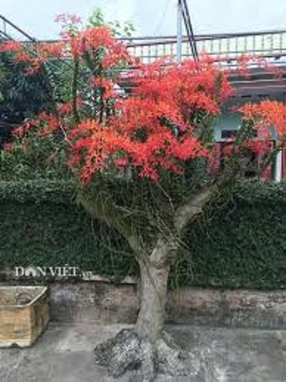 COM BO 5 CÂY GIỐNG LAN PHƯỢNG VỸ ĐỎ