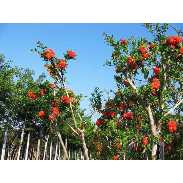 [Xả - Cắt Lỗ ] Cây Giống Lựu Hạnh Cao 90cm - 1m