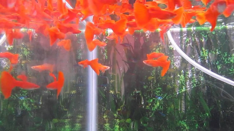 2 Bộ trang trí Full Red + Tặng thùng xốp chống thấm 30x20x10