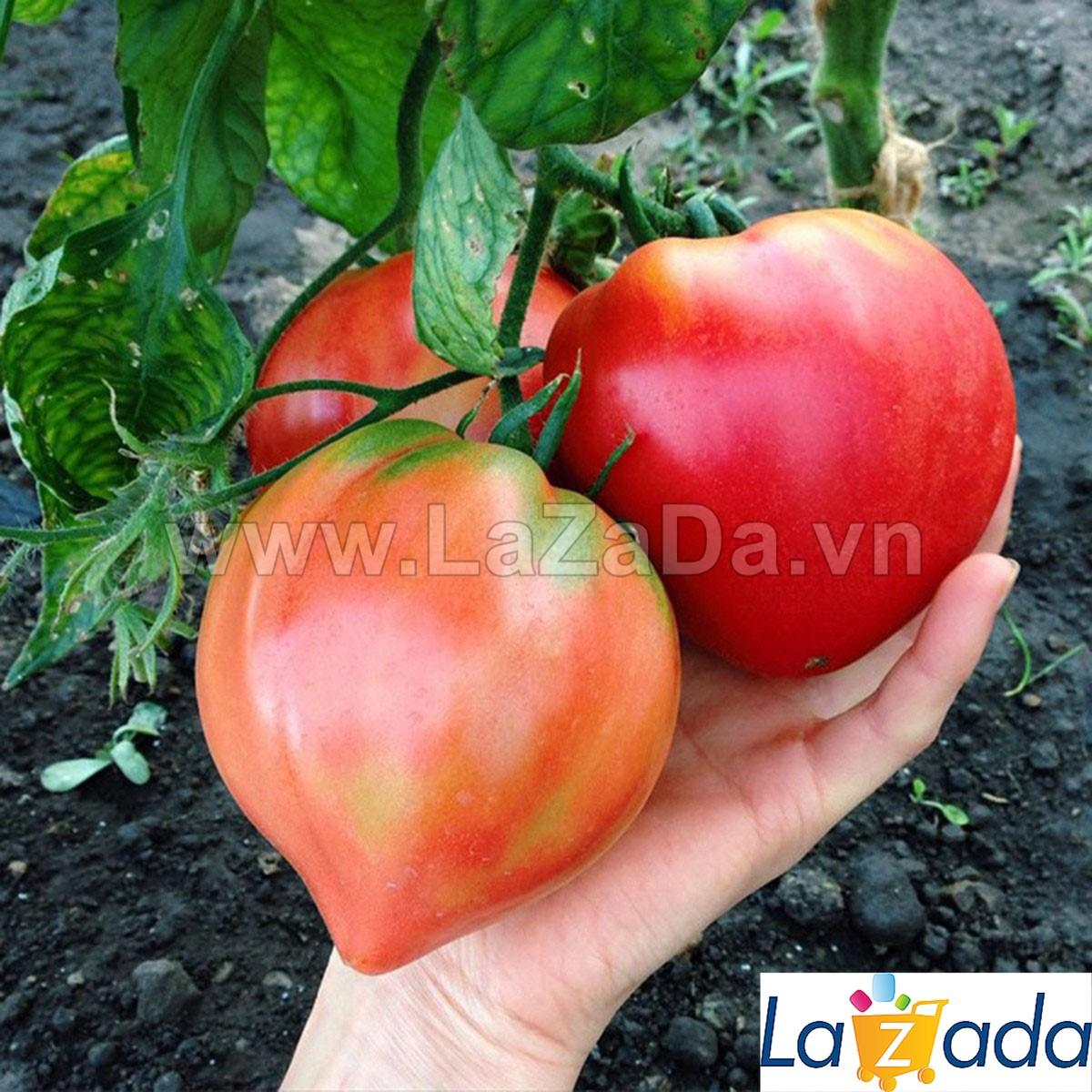 30h hạt giống cà chua trái tim đỏ