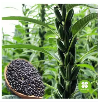 Hạt vừng đen (gói 1kg) - DTX129