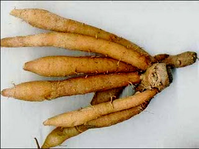 Củ Ngải Bún Tươi 200gram