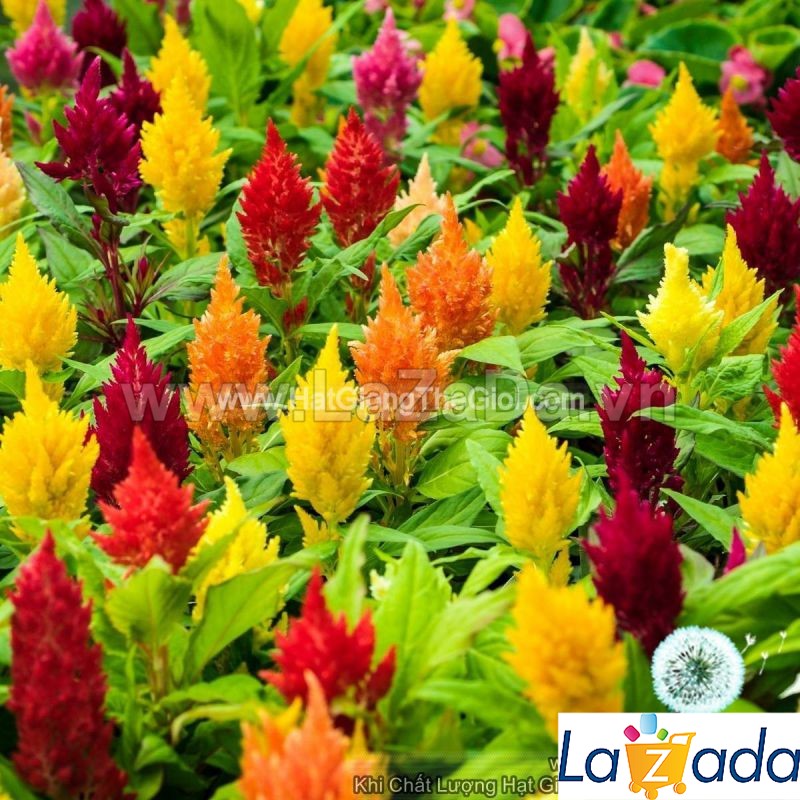 0.2Gr 250.HAT Hạt Giống Hoa Mào Gà Lửa Siêu Lùn 20cm Mix (KD| -KD: B20*V22*M234)