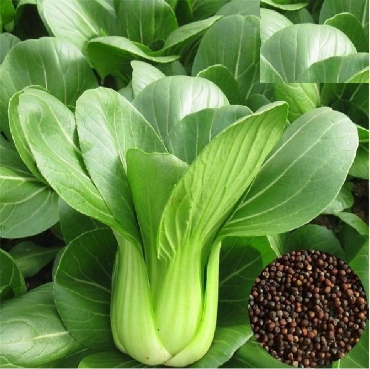 Combo 3 gói hạt giống rau cải chíp ( 3 gói 60gram ) - VTNT
