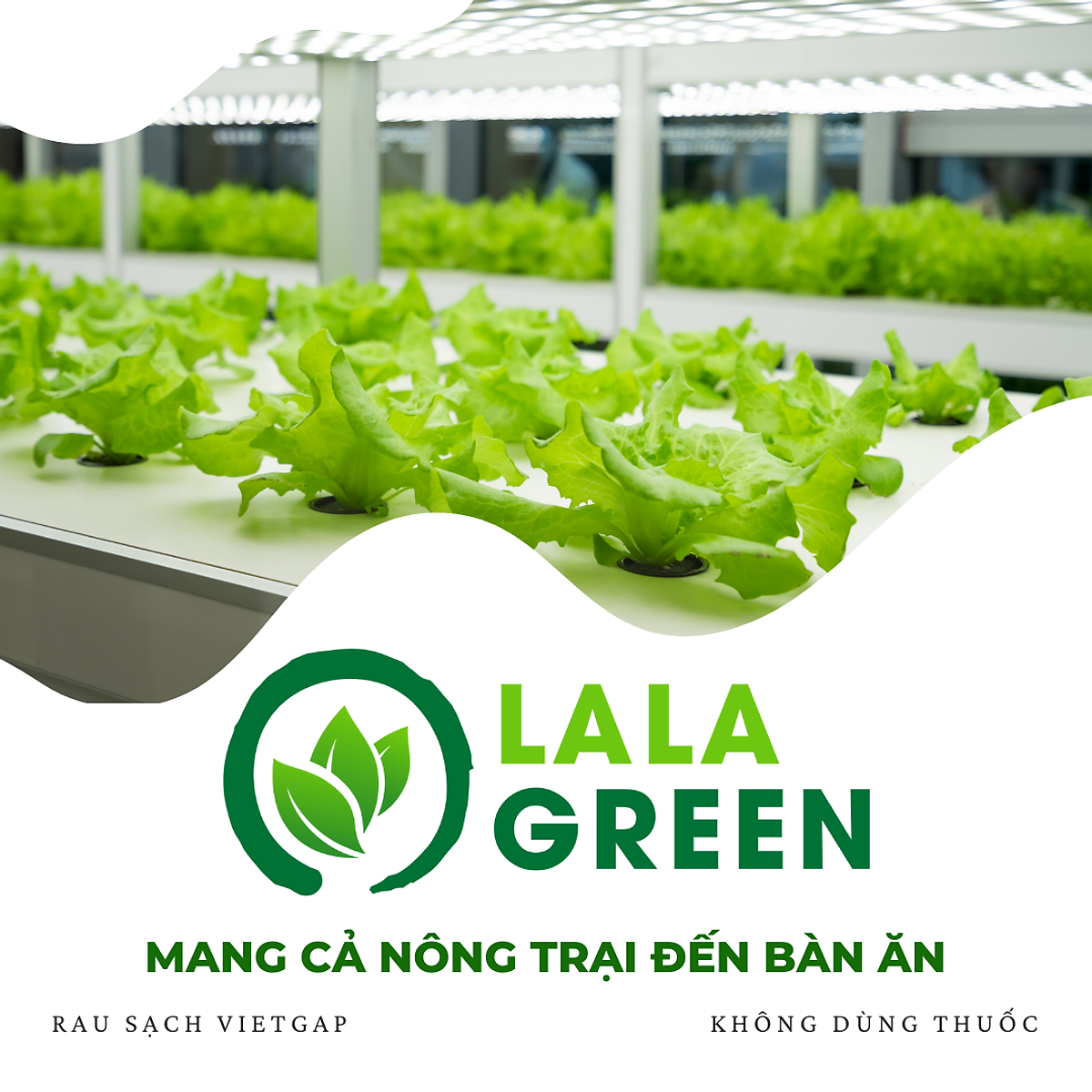 Tỏi Cô Đơn - 500G