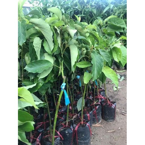 cây giống bơ siêu quả bơ không hạt