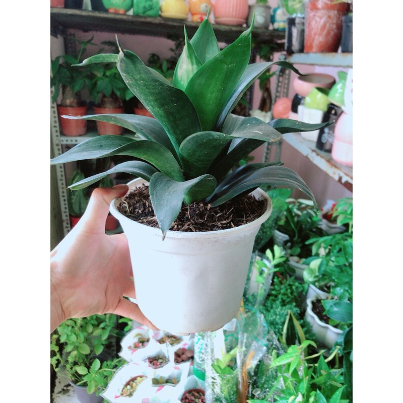 [HCM]Lưỡi Hổ Sansevieria Black Dragon