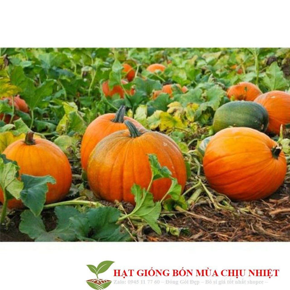 217A Bí Nhật Siêu Trái Quả To 10 Hạt Đến Mùa Trồng Tết