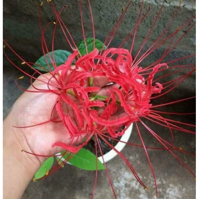 CỦ HOA BỈ NGẠN MÀU ĐỎ ( MẠN ĐÀ LA ) CỦ TO NHƯ HÌNH [shop uy tín]
