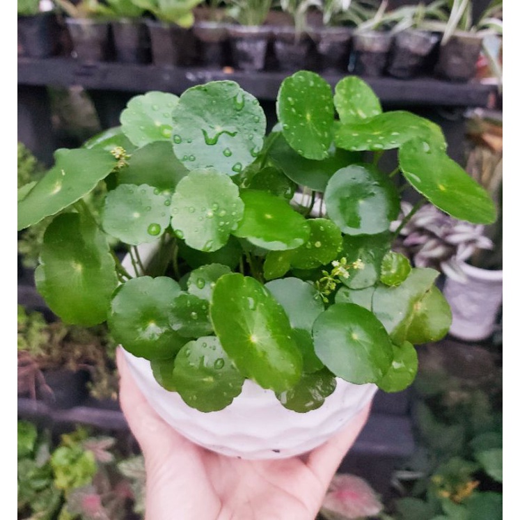 Cỏ đồng tiền chậu sứ to
