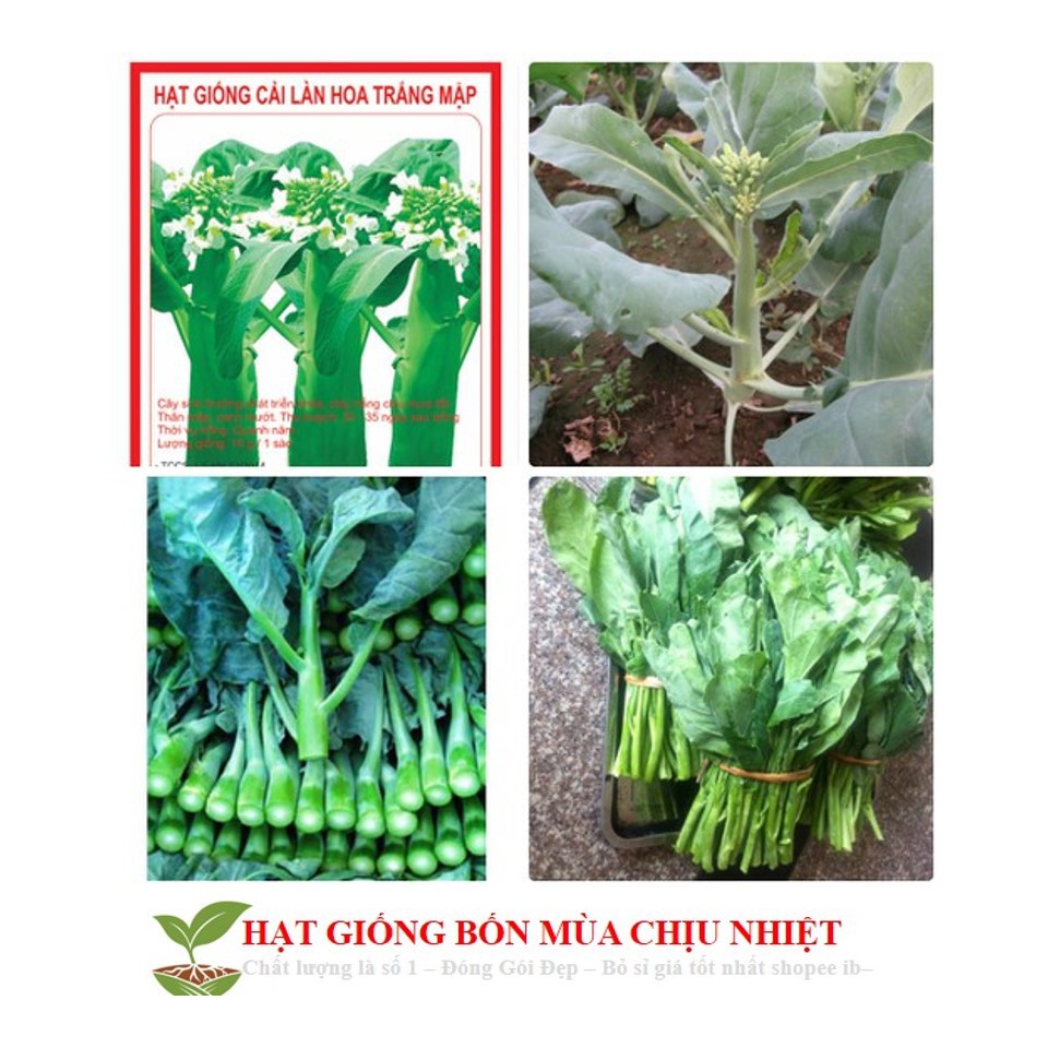 Hạt giống cải ngồng mập 150 hạt