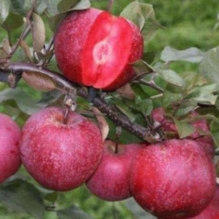 Cây giống táo đỏ nhật bản cây đẹp chuẩn giống