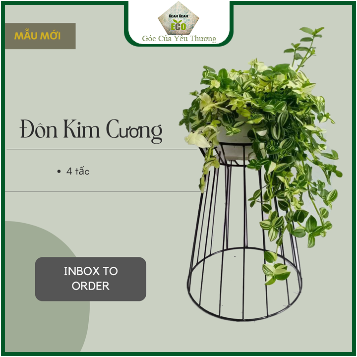 Đôn Kim Cương cao 40cm