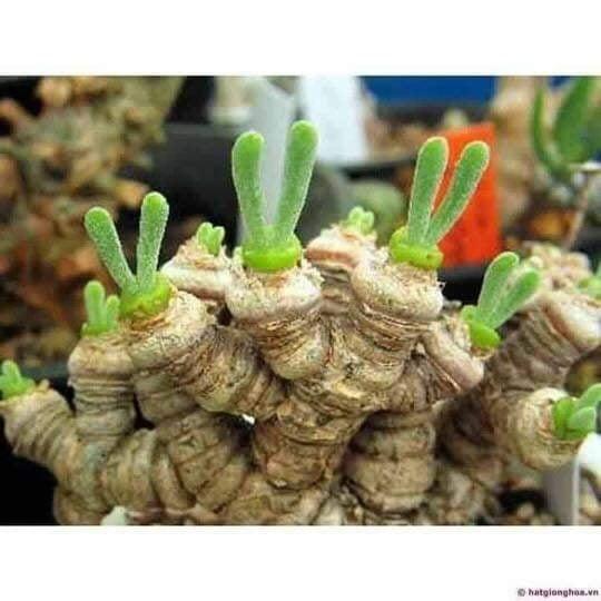 Hạt giống cây tai thỏ