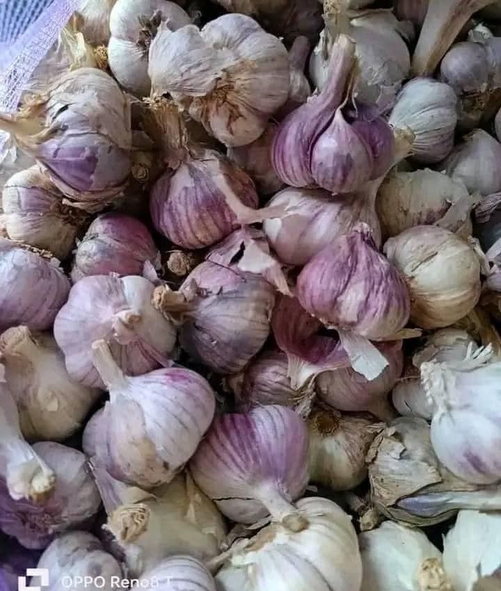 tỏi tím đà lạt củ to thơm ngon