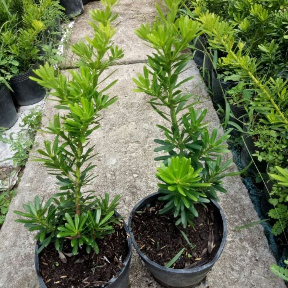 tùng kim cương 27-30cm