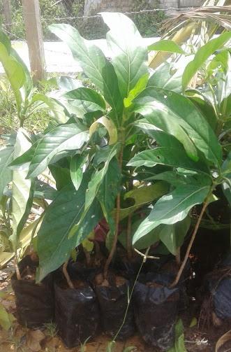 Combo 2 cây nhàu chiều cao khoảng 40cm
