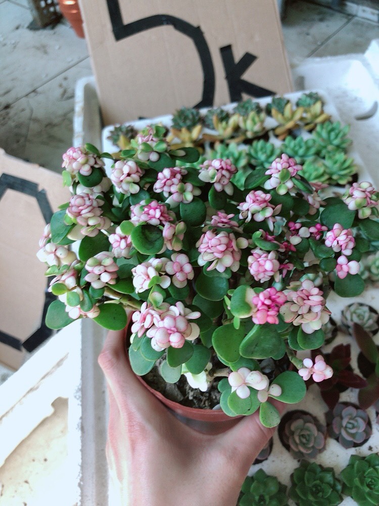 Sen Đá Đo La Xanh