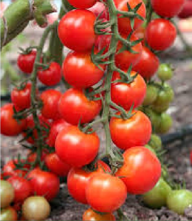"Gói 20 Hạt " Hạt giống cà chua bi dây cherry quả đỏ