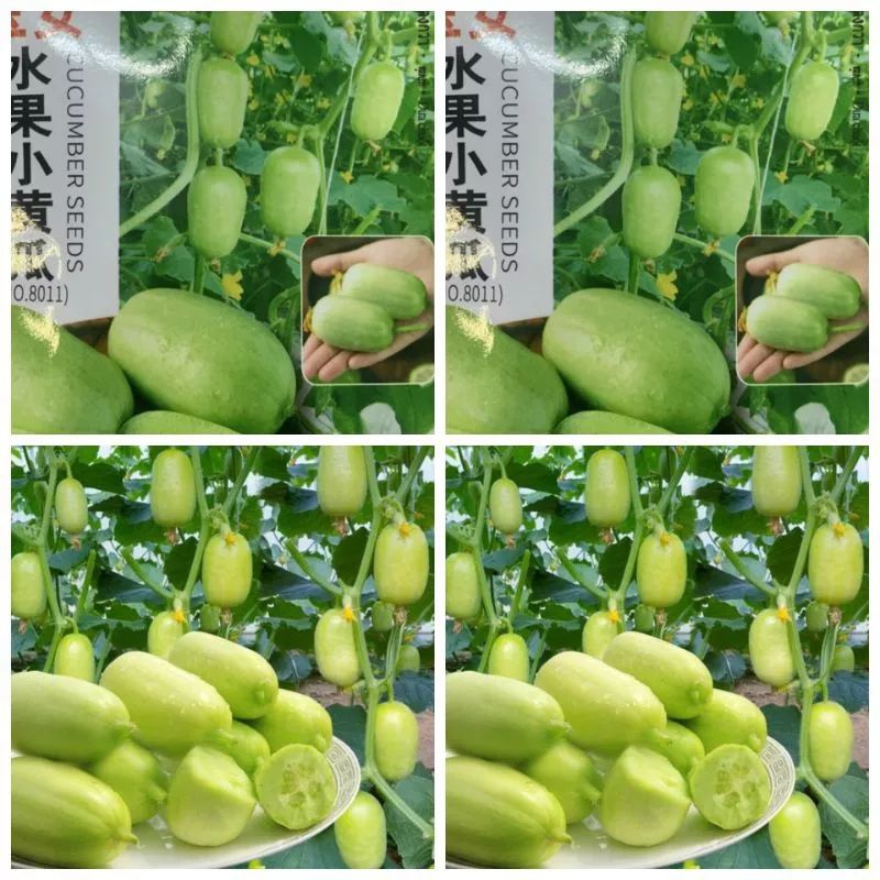 Hạt giống dưa chuột ngọc nữ siêu trái-20 hạt-gieo trồng quanh năm