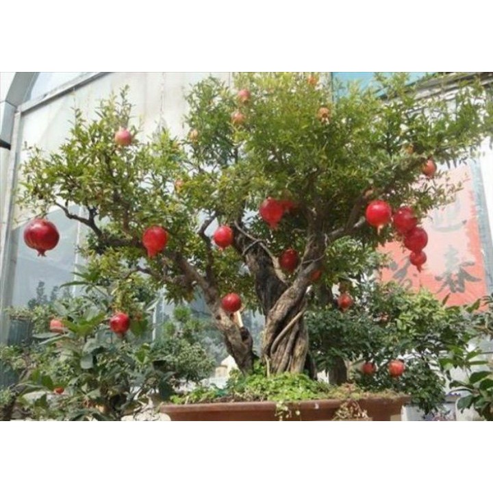 20 Hạt Giống Lựu Lùn