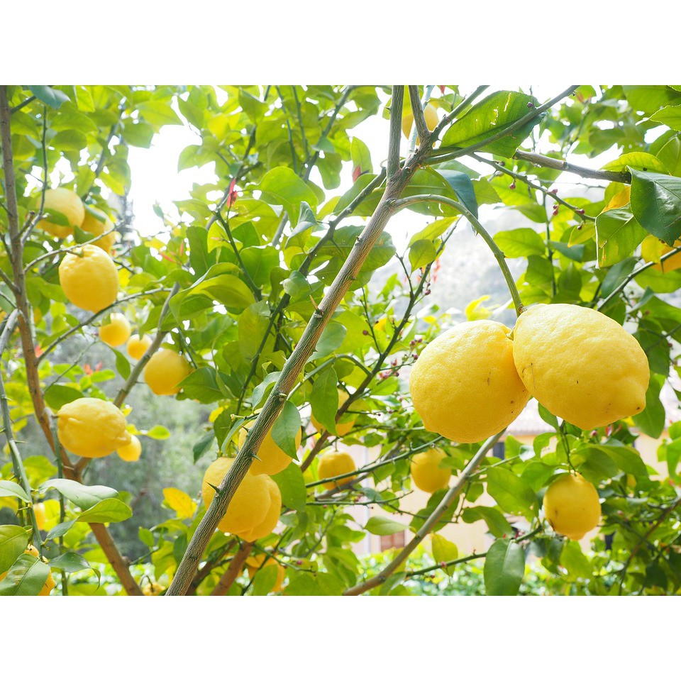 Chanh Mỹ trái dài không hạt(cây giống chiết cành,cây nguyên bản)