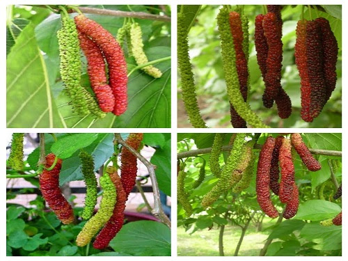 Cây giống na sầu riêng