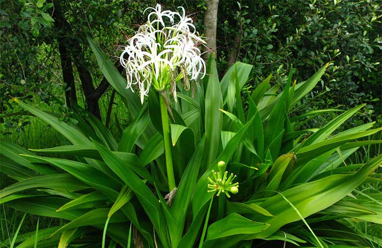 Củ giống cây đại tướng quân (cây NÁNG TRẮNG)