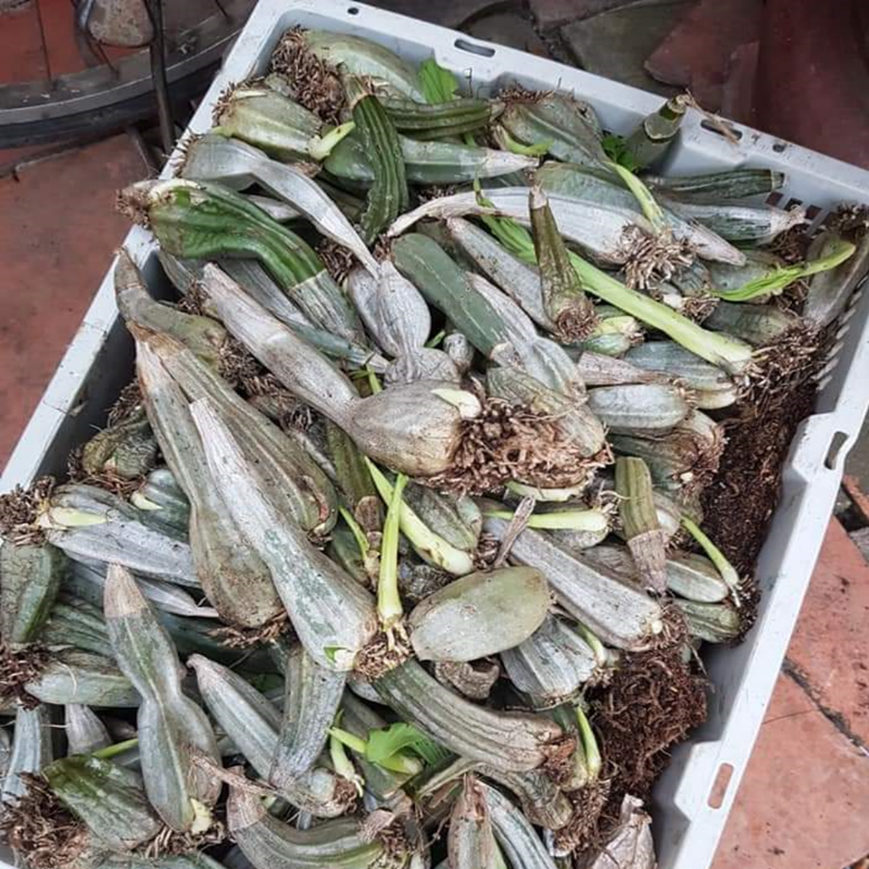 COM BO 3 CỦ túy lan- địa lan  rừng ninh thuận
